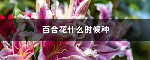 百合花什么时候种